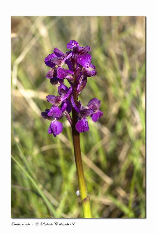 Orchis morio - Orchis purpurea - Orchis simia